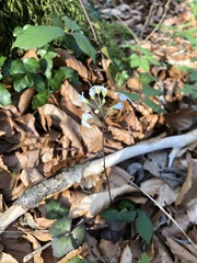 Cardamine trifolia