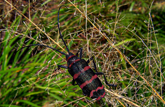Ceroplesis poggei
