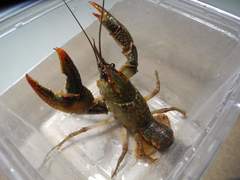 Lacunicambarus dalyae