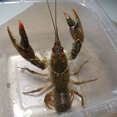 Lacunicambarus dalyae