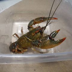 Lacunicambarus dalyae