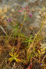 Delphinium menziesii