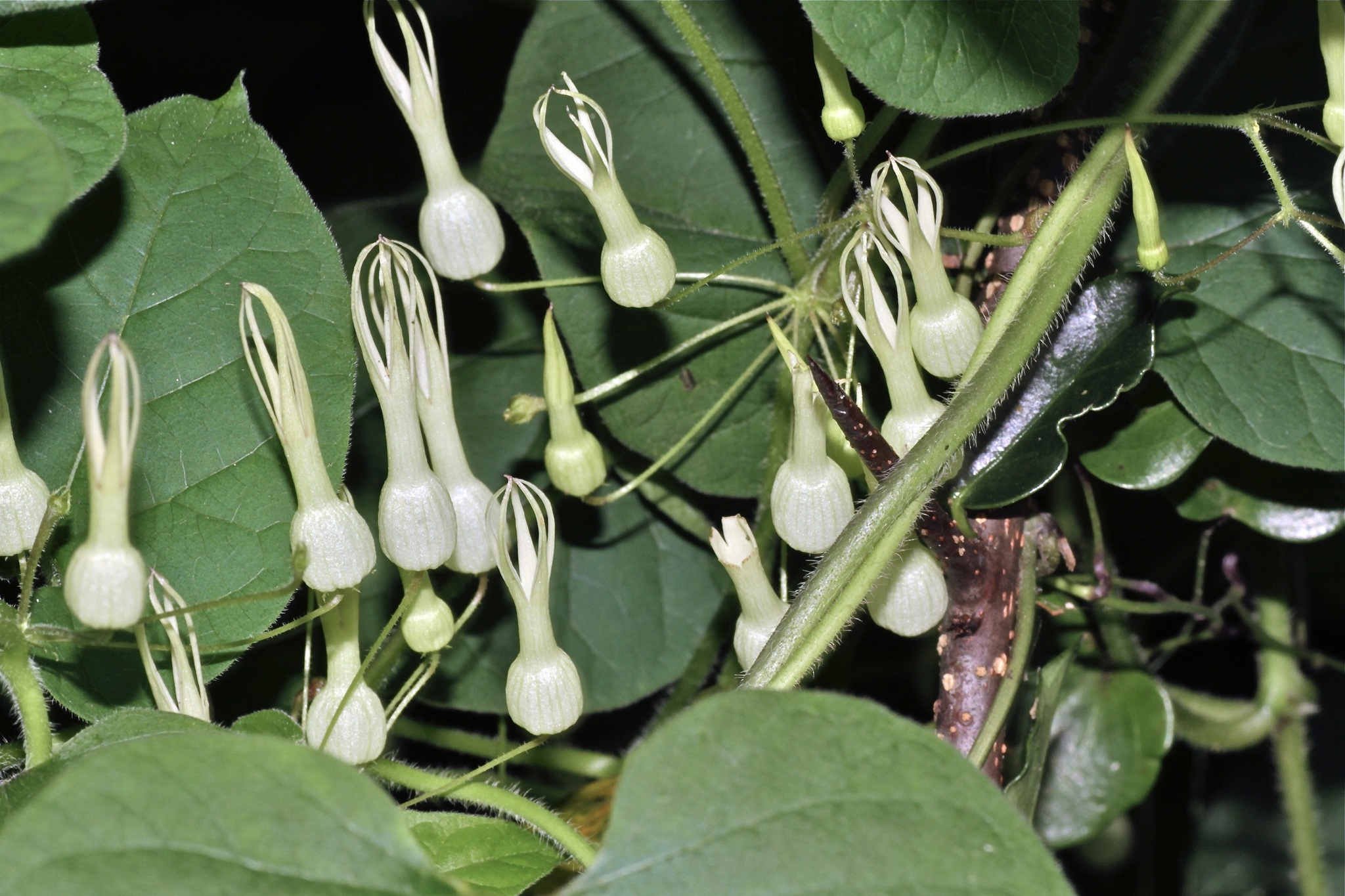Riocreuxia torulosa
