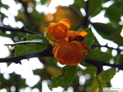 Berberis ilicifolia