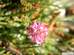 Armeria curvifolia