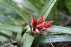 Aechmea recurvata