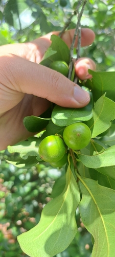 Diospyros inconstans, photograph 6