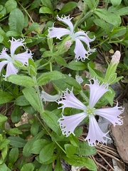 Silene polypetala