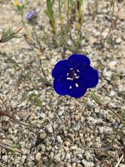 Phacelia nashiana