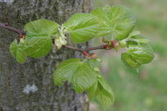 Tilia × europaea