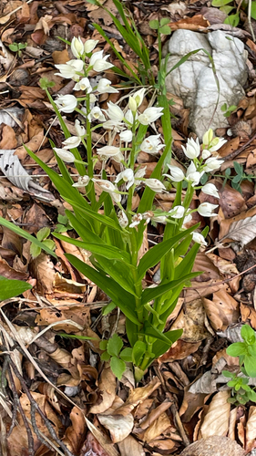 Cephalanthera longifolia