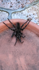 Cyrtopholis portoricae