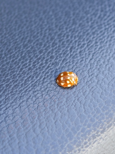 Cream-spotted Ladybird