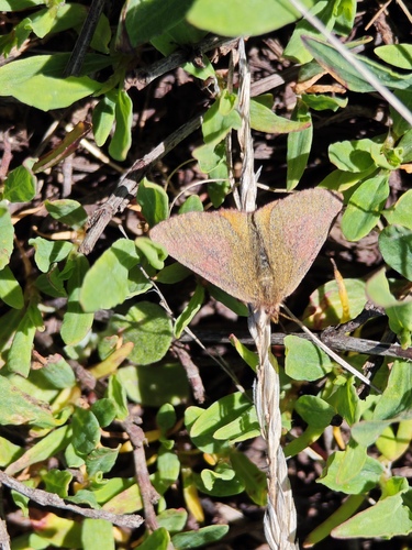 Purple-barred Yellow