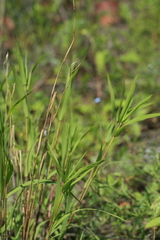 Cleistogenes krjukovae