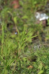 Cleistogenes krjukovae