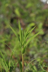 Cleistogenes krjukovae