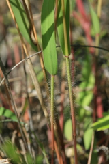 Cleistogenes krjukovae