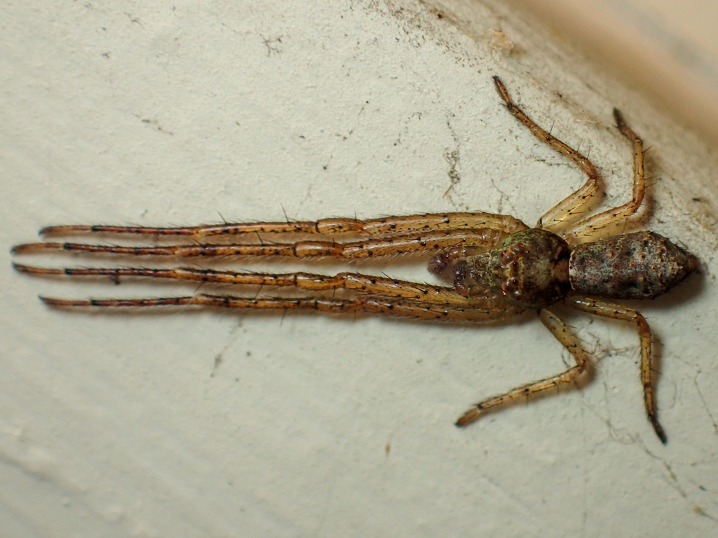 Tmarus rubromaculatus