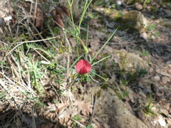 Lathyrus setifolius