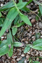 Vespula flaviceps