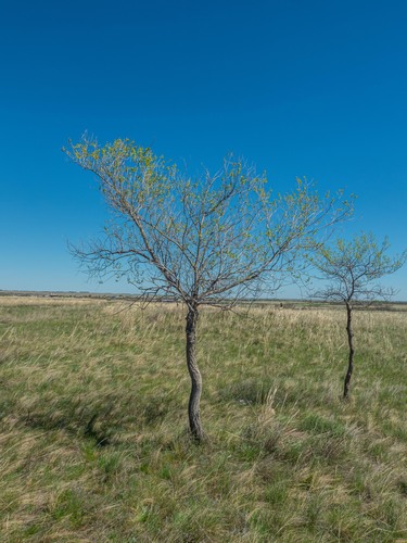 Siberian elm