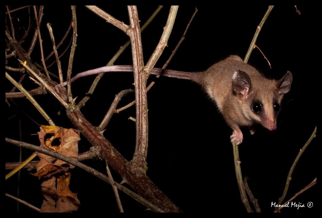 Little Woolly Mouse Opossum