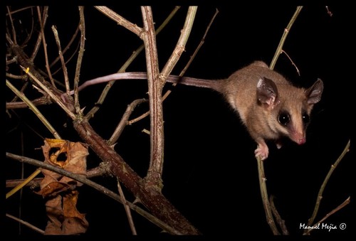 Little Woolly Mouse Opossum (Marmosa phaea) — Near Threatened Mammalia