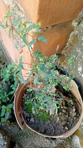 hyssop spurge