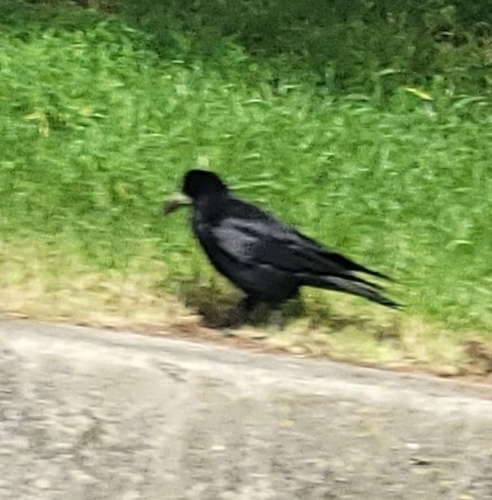 Rook
