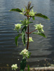 Musky Mint - Photo (c) Anita Gould, some rights reserved (CC BY-NC), uploaded by Anita Gould