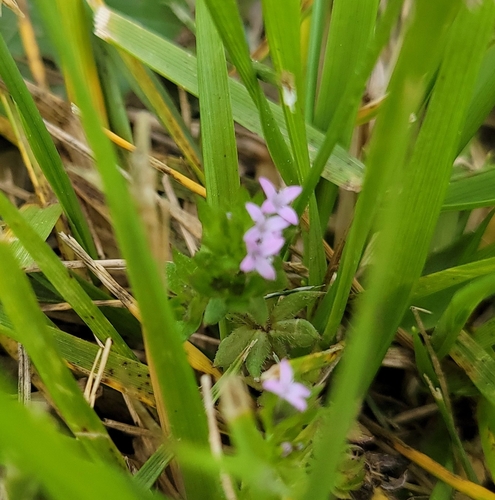 Field madder