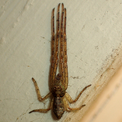 Tmarus angulatus