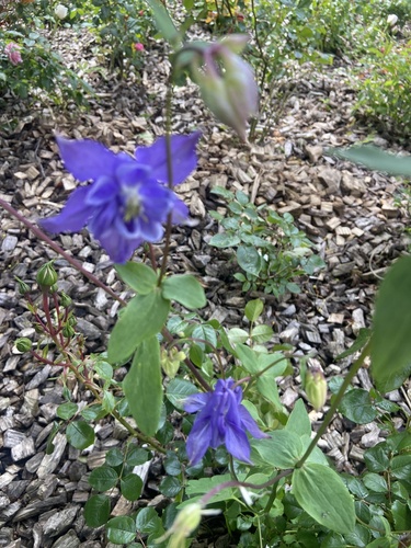 common columbine