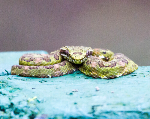 Central American Eyelash-Viper