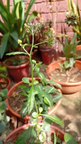 little ironweed