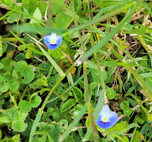 bird's-eye speedwell