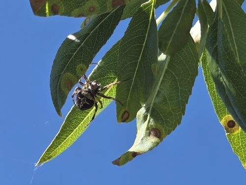 Gorse Orbweaver
