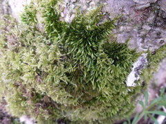 Sciuro-hypnum populeum