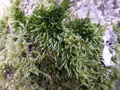 Sciuro-hypnum populeum