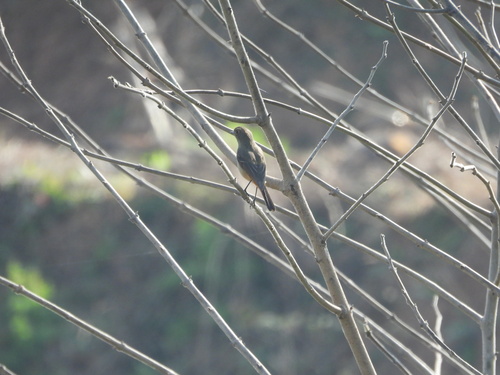 Blue-fronted Redstart