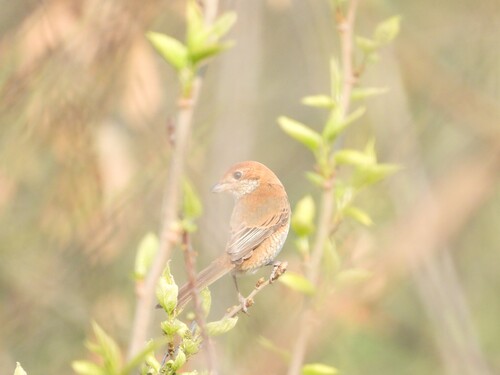 Bull-headed Shrike