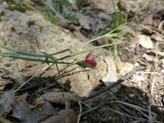 Lathyrus setifolius