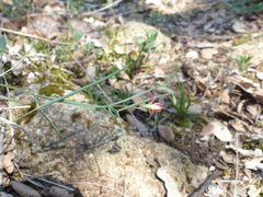 Lathyrus setifolius