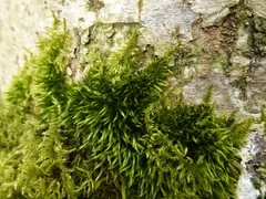 Sciuro-hypnum populeum