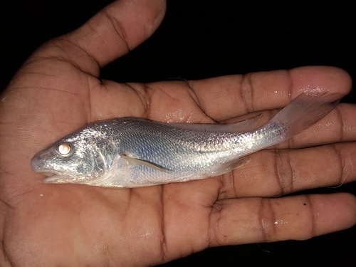 Coitor-ombervis (Johnius coitor) — Sciaenidae