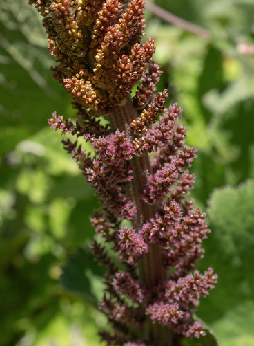 Gunnera perpensa, photograph 5