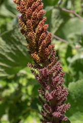 Gunnera perpensa, photograph (c) Morten Ross, some rights reserved (CC BY)