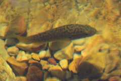 Sandelia capensis