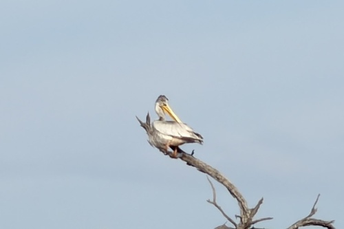 iNaturalist image